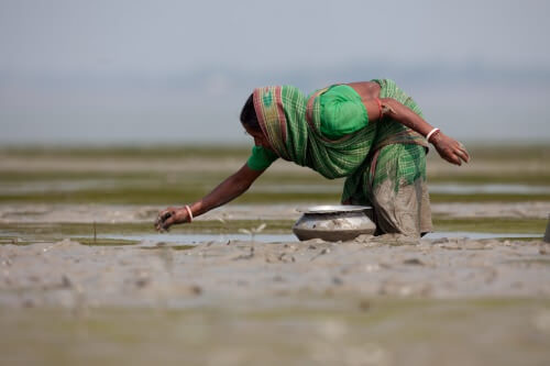 Sundarbans