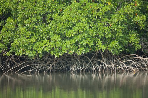 Sundarbans