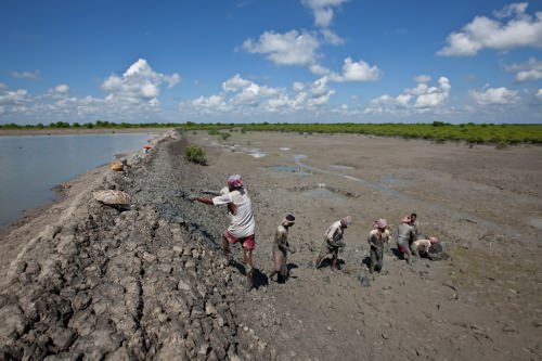 Sundarbans