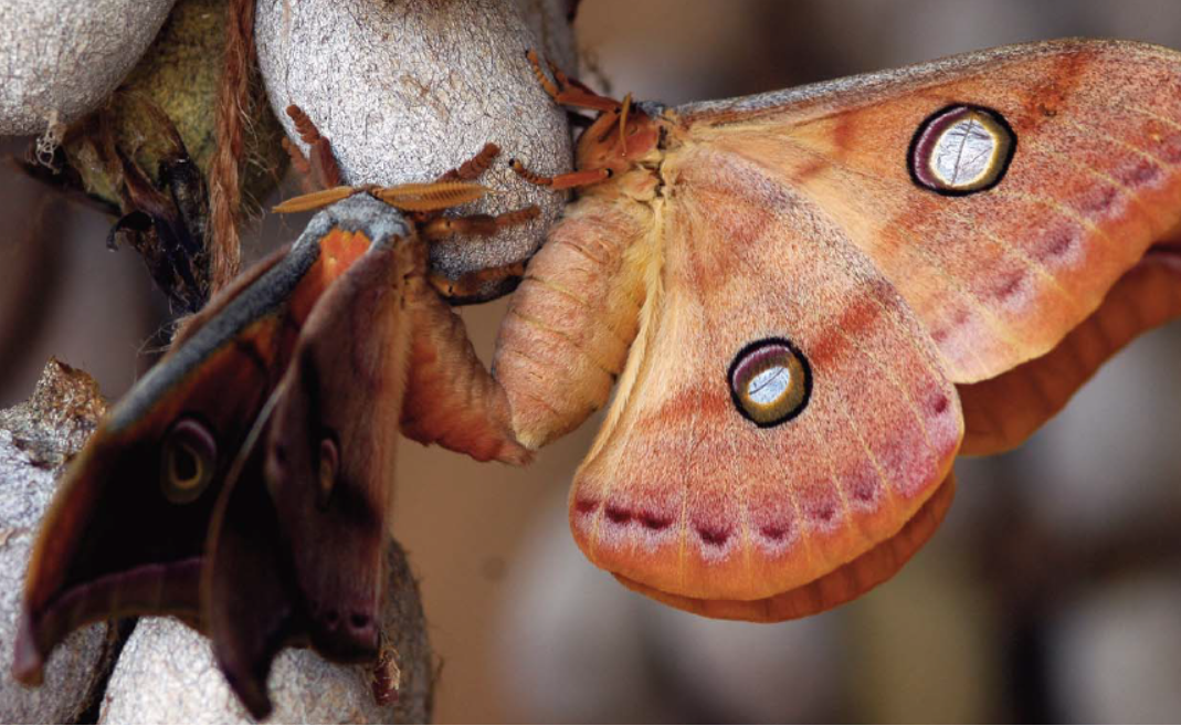 Different Types Of Silk And Silkworms In India